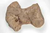 Mosasaur (Platecarpus) Humerus Bone - Kansas #197658-1